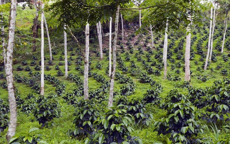 natural coffee farming