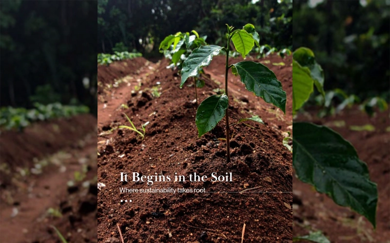 WHAT IS ORGANIC COFFEE? HOW IS IT DIFFERENT FROM REGULAR COFFEE?